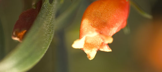花の都公園 フラワーカレンダー