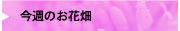 今週のお花畑