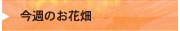 今週のお花畑