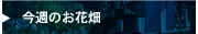 今週のお花畑