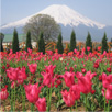 開花情報