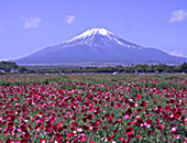お花畑写真