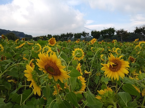 2018/08/28の写真