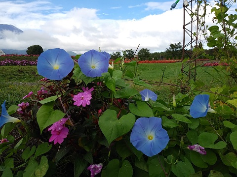 2018/09/09の写真