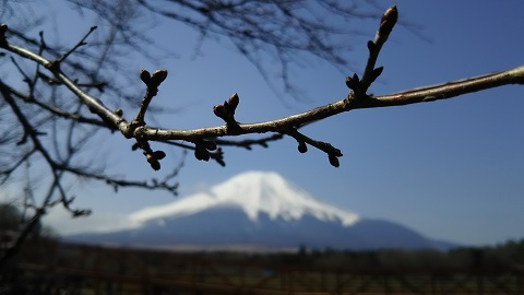 2019/03/25の写真