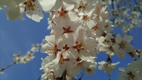 2019/04/19の写真