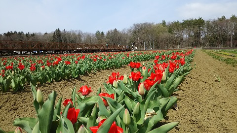 2019/04/23の写真