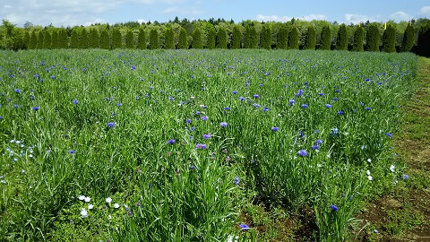 2019/05/23の写真