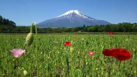 2019/05/25の写真