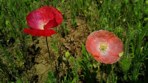 2019/05/25の写真