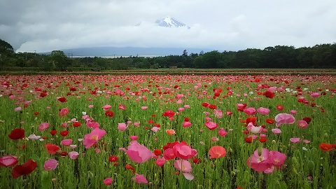 2019/05/31の写真