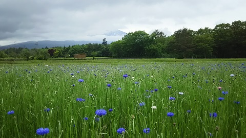 2019/05/31の写真