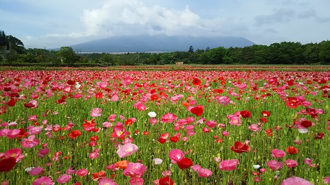 2019/06/04の写真