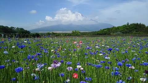 2019/06/04の写真