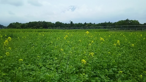 2019/06/04の写真