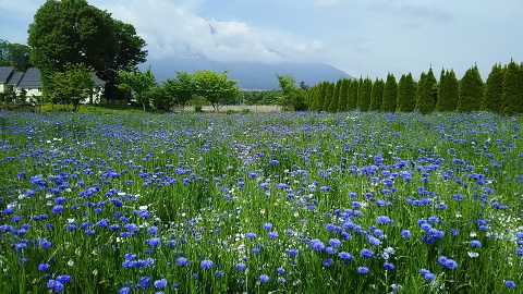 2019/06/04の写真