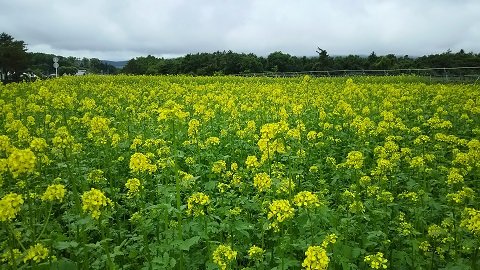 2019/06/11の写真