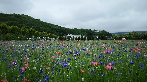 2019/06/11の写真