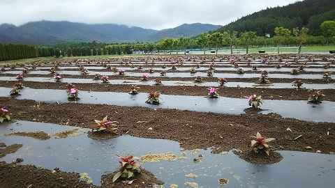 2019/06/11の写真