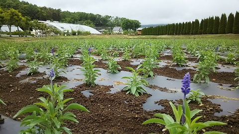 2019/06/11の写真