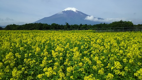 2019/06/14の写真