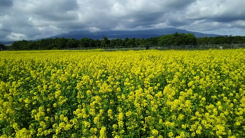 2019/06/18の写真