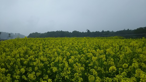 2019/06/22の写真