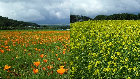 2019/06/25の写真