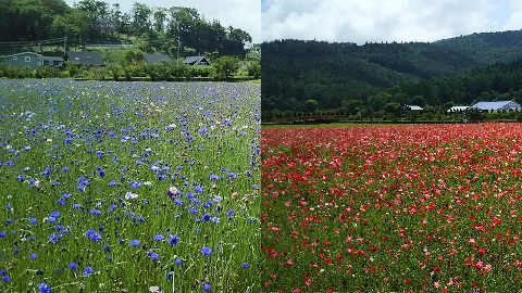 2019/06/25の写真