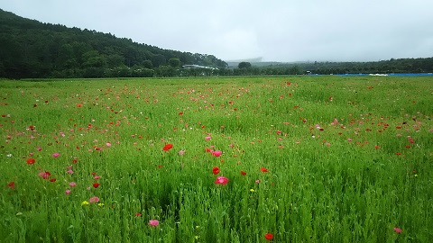 2019/06/29の写真