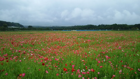 2019/07/02の写真