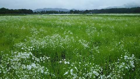 2019/07/02の写真