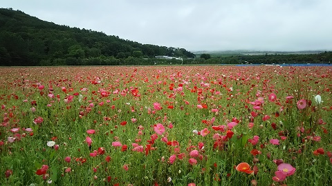 2019/07/08の写真