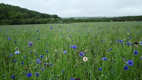 2019/07/08の写真