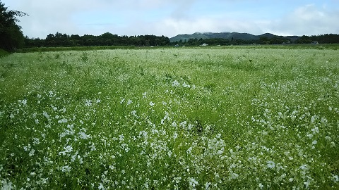 2019/07/08の写真