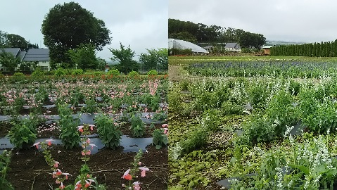 2019/07/08の写真