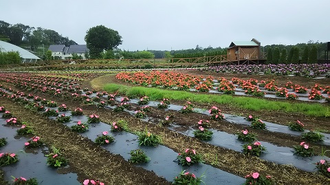 2019/07/14の写真