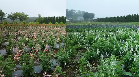 2019/07/14の写真