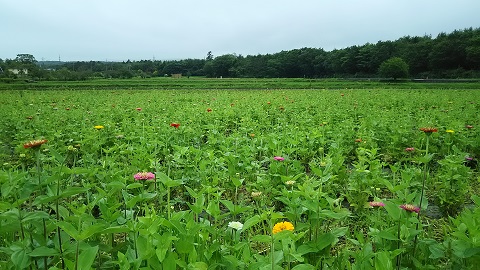 2019/07/14の写真