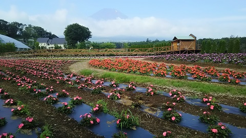 2019/07/18の写真