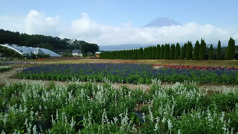 2019/07/18の写真