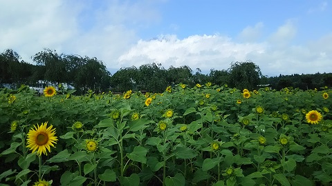 2019/07/26の写真