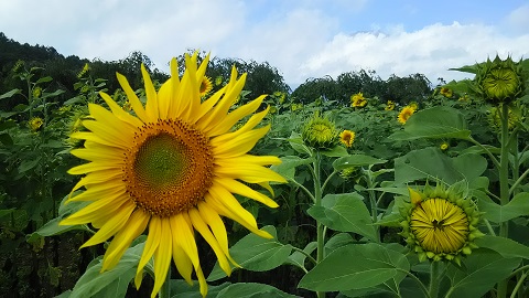 2019/07/26の写真