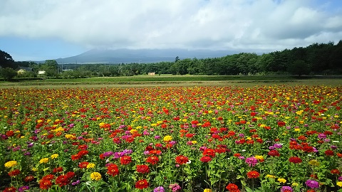 2019/07/26の写真