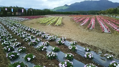 2019/07/26の写真