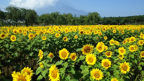 2019/07/30の写真