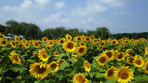 2019/08/02の写真