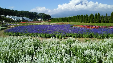 2019/08/10の写真