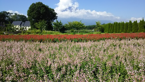 2019/08/10の写真