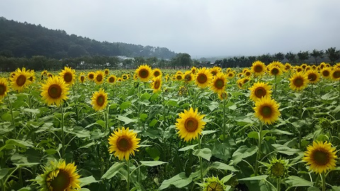 2019/08/20の写真